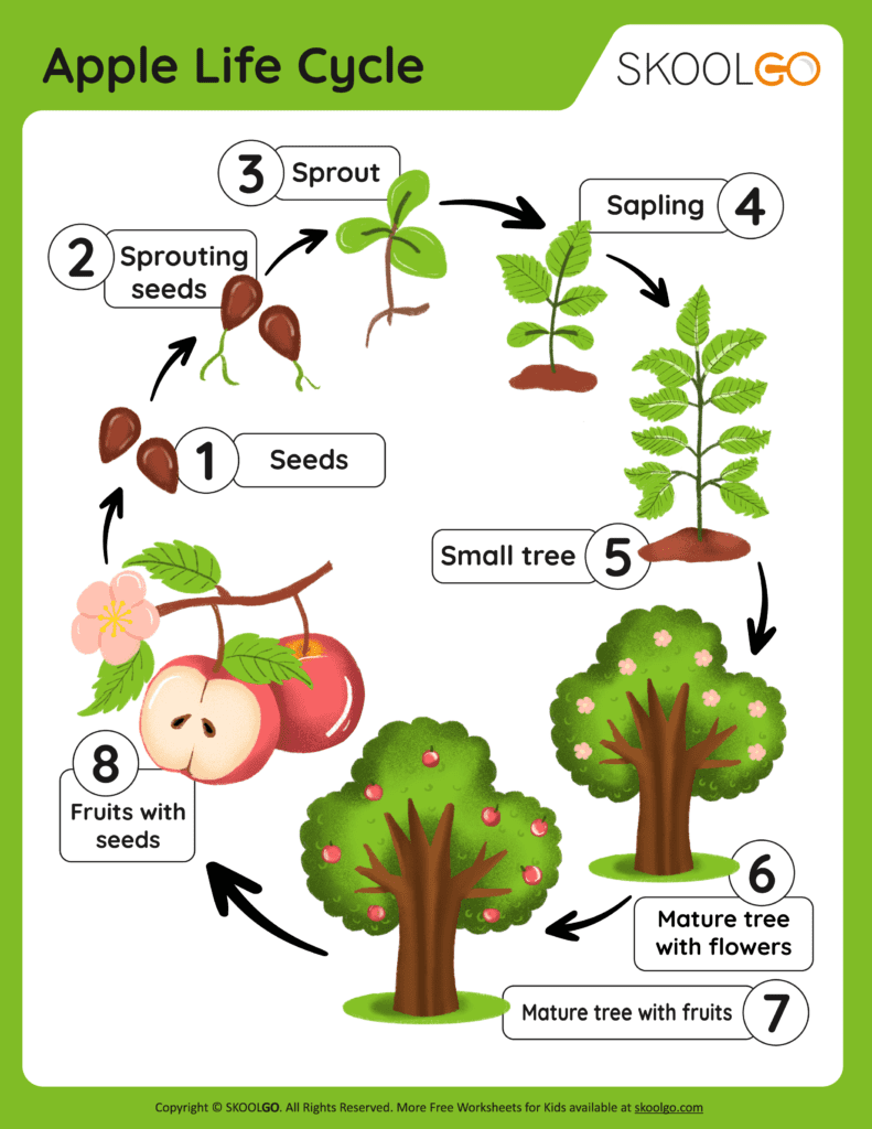 Apple Life Cycle Free Worksheet SKOOLGO