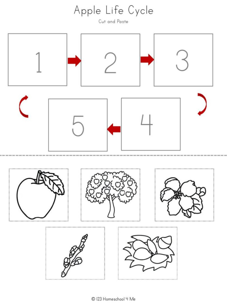  FREE Apple Life Cycle Printable Worksheets
