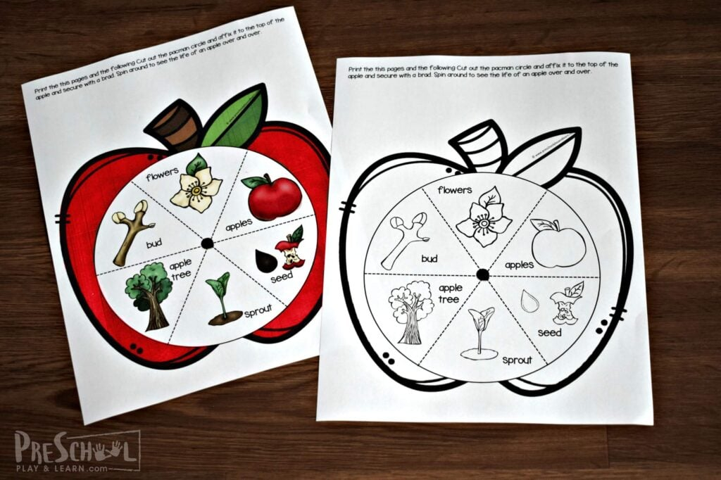 FREE Apple Life Cycle Spinner