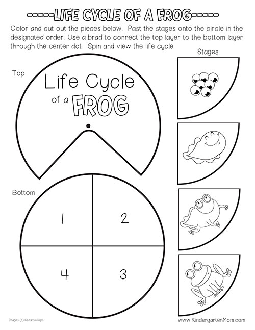 Free Frog Life Cycle Printables From Kindergarten Mom Includes Frog 