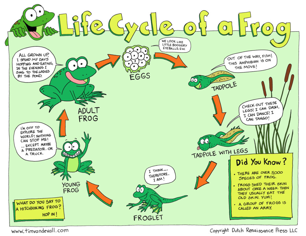 Free Life Cycle Of A Frog Printable