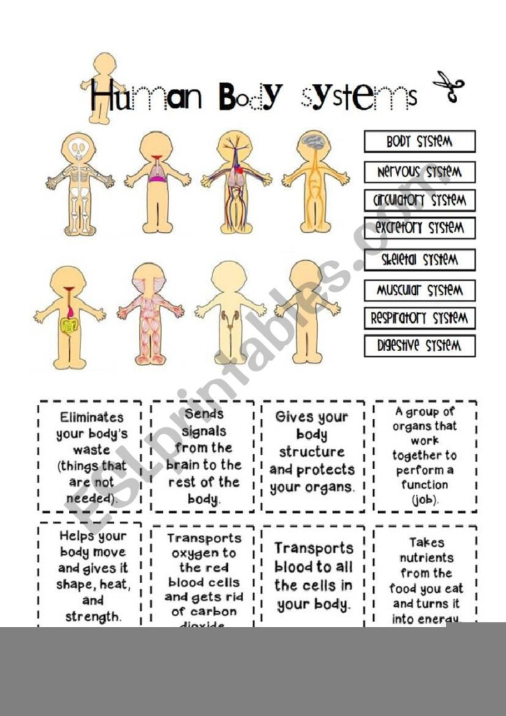 Free Printable Body Systems Worksheets Anatomy Worksheets