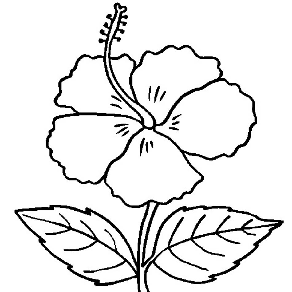 Free Printable Hibiscus Flower Template Free Printable Hibiscus 
