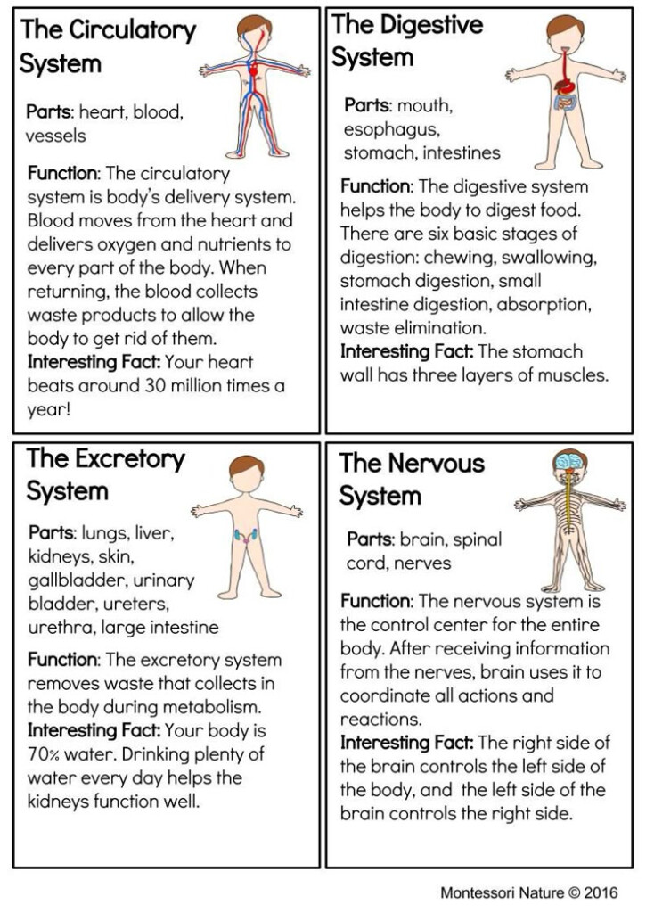 Free Printable Human Body Systems Worksheets