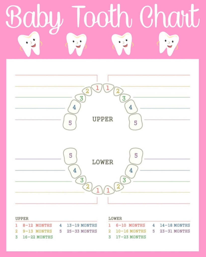 Free Printable Tooth Chart Printable