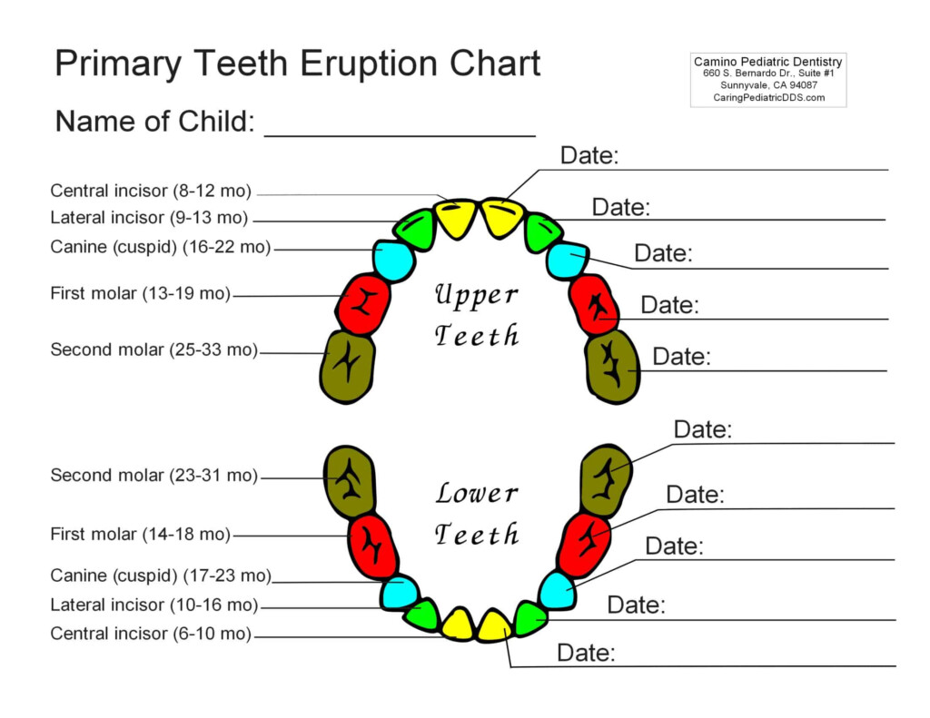 Free Printable Tooth Chart Templates Dental Chart Teeth Numbers PDF