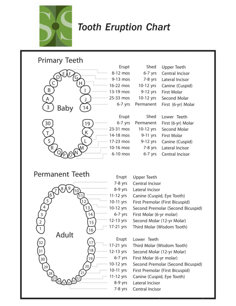 Free Printable Tooth Chart Templates Dental Chart Teeth Numbers PDF