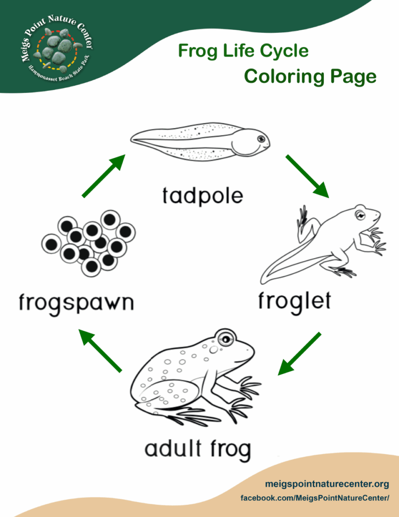 Frog Life Cycle Coloring Page Download Printable PDF Templateroller