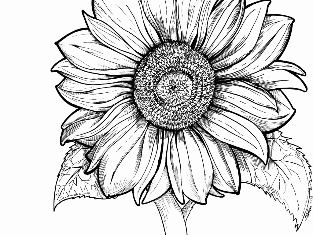 Printable Sunflower Coloring Pages