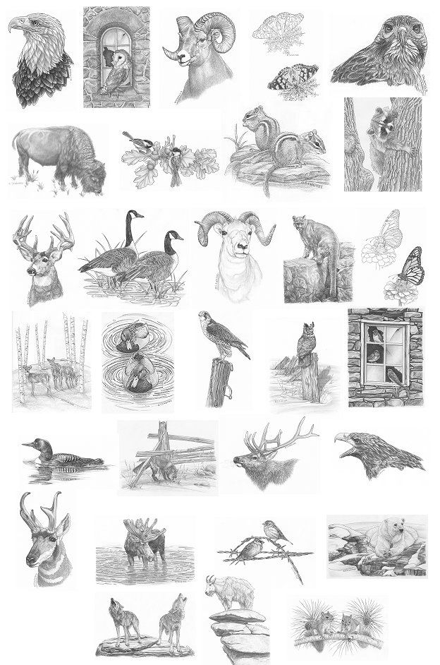 Traceable Free Printable Wildlife Wood Burning Patterns